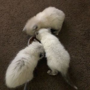 Meet your Posher, Roberta